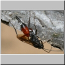 Cryptinae spp - Schlupfwespe w79d 8-9mm fdet02.jpg